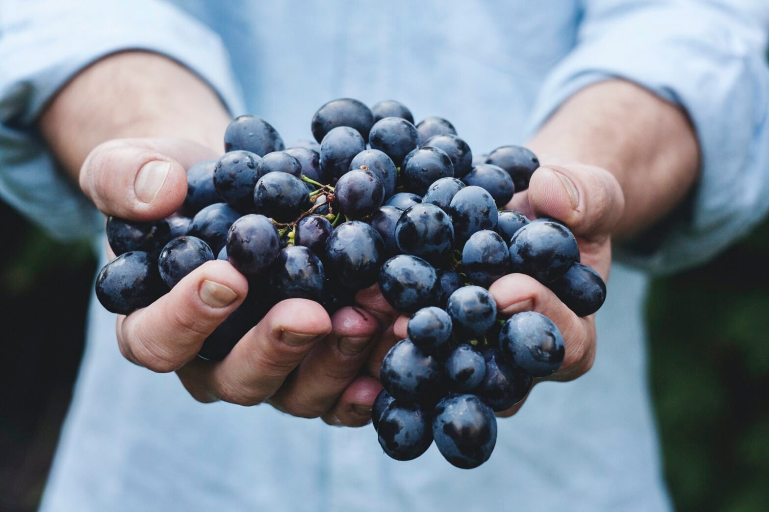 france is spending 216 million to destroy wine 3