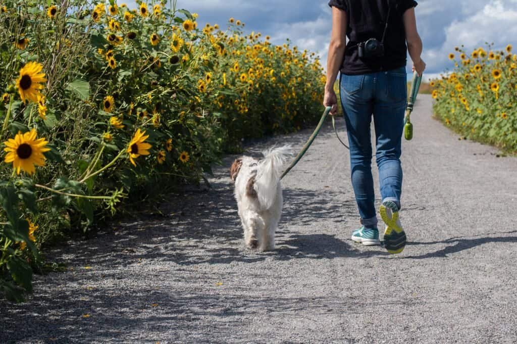 Highly Profitable Side Hustle: Dog Walking and Pet Sitting